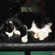 Blanding af racer Bølle