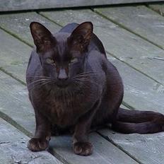 Blanding af racer Grimme-mis