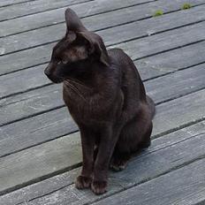 Blanding af racer Grimme-mis