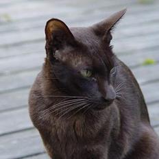 Blanding af racer Grimme-mis