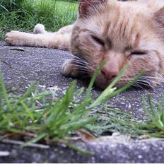 Blanding af racer Rosa