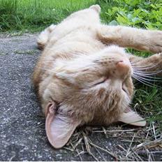 Blanding af racer Rosa