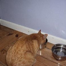 Blanding af racer Rosa