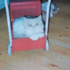 Perser Baltimor (Død)