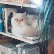 Perser Baltimor (Død)