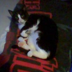 Blanding af racer Bølle