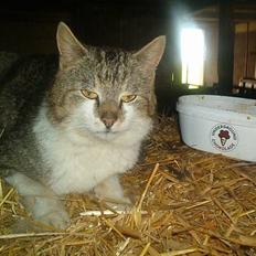 Blanding af racer Mitsubitch