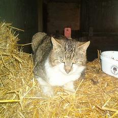 Blanding af racer Mitsubitch