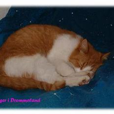 Blanding af racer Ginger