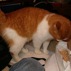 Blanding af racer Ginger