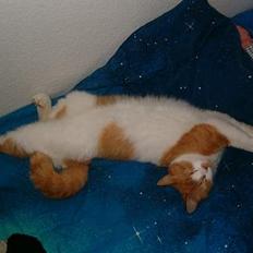 Blanding af racer Ginger