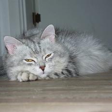 Blanding af racer Chili