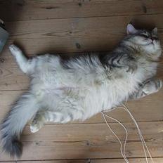 Blanding af racer Chili