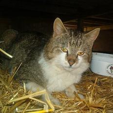 Blanding af racer Mitsubitch