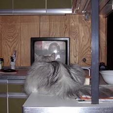 Blanding af racer Chili