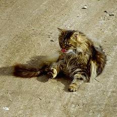 Blanding af racer Mutzi