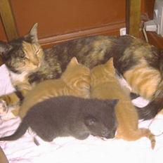 Blanding af racer kiffa