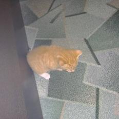 Blanding af racer kiffa