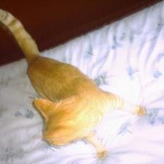 Blanding af racer kiffa