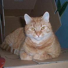 Blanding af racer Oliver