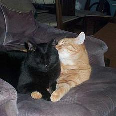 Blanding af racer Oliver