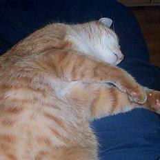 Blanding af racer Oliver