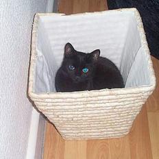 Blanding af racer Bamse