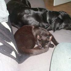 Blanding af racer Bamse