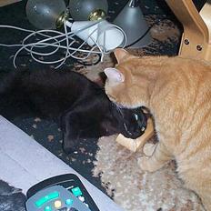 Blanding af racer Bamse