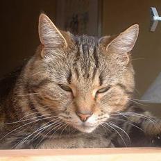 Blanding af racer Misjo (død)