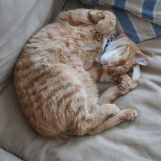 Blanding af racer Khimari