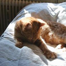 Blanding af racer Khimari