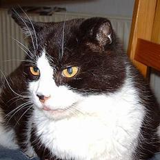 Blanding af racer Buffer