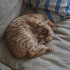 Blanding af racer Khimari