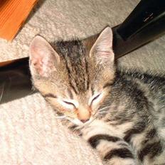 Blanding af racer Emir