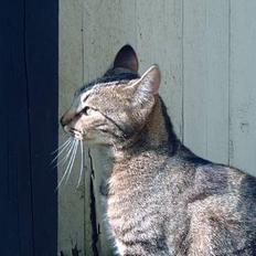 Blanding af racer Emir