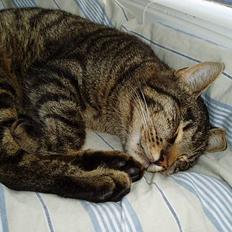 Blanding af racer Puttemand