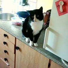 Blanding af racer Bølle