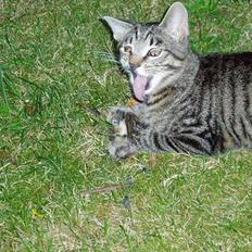 Blanding af racer Puttemand