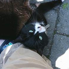 Blanding af racer Kublai Khan