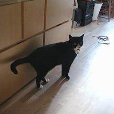 Blanding af racer Kublai Khan