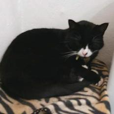 Blanding af racer Kublai Khan