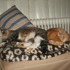 Blanding af racer Djenghis Khan