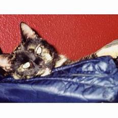 Blanding af racer Lillemis *Død*