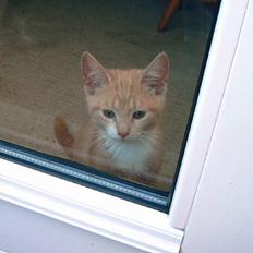 Blanding af racer Milo