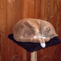 Blanding af racer Milo