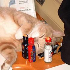 Blanding af racer Milo