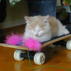 Blanding af racer Bell