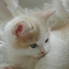 Blanding af racer Bell