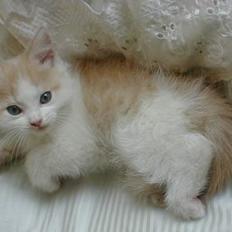 Blanding af racer Bell